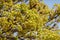 Yellow flowers of blooming Acer Platanoides Globosum towards blue sky at spring season close up Maple Tree