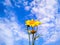 Yellow flowers blooming against the backdrop