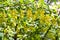 Yellow flowers blooming barberry  Berberis vulgaris  in garden