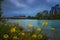 Yellow Flowers Blooming By The Bow River