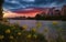 Yellow Flowers Blooming By The Bow River At Sunrise