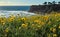 Yellow Flowers Blooming on Cliffs by the Pacific Ocean, Los Angeles, California