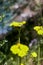 yellow flowers of blooming hawkweed growing in the mountains. selective focus