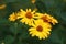 Yellow flowers of blooming Heliopsis sunflower Helianthus pauciflorus on a flowerbed in the garden. Hohlspiegel variety.