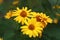 Yellow flowers of blooming Heliopsis sunflower Helianthus pauciflorus on a flowerbed in the garden. Hohlspiegel variety.