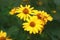 Yellow flowers of blooming Heliopsis sunflower Helianthus pauciflorus on a flowerbed in the garden. Hohlspiegel variety.