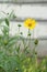 Yellow flowers of blooming Heliopsis sunflower Helianthus pauciflorus on a flowerbed in the garden. Hohlspiegel variety.