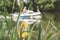 Yellow flowers of blooming reeds on the river on which a small boat with a motor moves