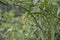 Yellow flowers of blooming tomatoes ready for pollination in a greenhouse. Flowers of tomato on the stem