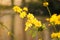 Yellow flowers blooming on twigs during springtime in Brussels Belgium