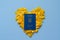 Yellow flowers on blue background. Heart. Heart shaped. Holiday background. Ukrainian passport. flag