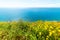 Yellow flowers and blue sea in the Sardinian shoreline