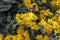 Yellow flowers of Brachyglottis greyi, also called Senecio greyi, with the common name daisy bush