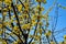 Yellow flowers on a branch against a blue sky. Flowering dogwood