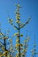 Yellow flowers on a branch against a blue sky. Flowering dogwood