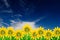 Yellow Flowers on Bright Summer Background