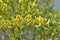 Yellow flowers Broom (Latin: Cytisus) is a genus of shrubs, rarely trees, of the Legume family (Fabaceae