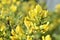 Yellow flowers Broom (Latin: Cytisus) is a genus of shrubs, rarely trees, of the Legume family (Fabaceae