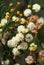 Yellow flowers and buds of the Australian native Sunshine Wattle, Acacia terminalis