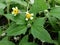 Yellow flowers, buds of weed, nature background