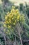 Yellow flowers on a bush