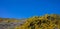 Yellow flowers bush, rocky landscape in springtime, blue clear sky background. Greece