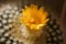 Yellow  flowers of cactus Parodia. Close up