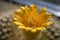 Yellow  flowers of cactus Parodia. Close up