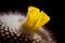 Yellow  flowers of cactus Parodia. Close up