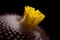 Yellow  flowers of cactus Parodia. Close up