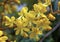 Yellow flowers of Caesalpinia crista L.