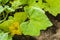 Yellow Flowers Of The Calabaza Pumpkin Vine