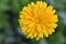 Yellow flowers of Calendula officinalis close-up. Yellow flowers close-up macrophotography