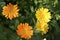 Yellow flowers of Calendula officinalis close-up. Yellow flowers close-up macrophotography