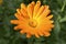 Yellow flowers of Calendula officinalis close-up. Yellow flowers close-up macrophotography