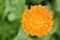 Yellow flowers of Calendula officinalis close-up. Yellow flowers close-up macrophotography