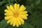 Yellow flowers of Calendula officinalis close-up. Yellow flowers close-up macrophotography