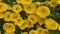 Yellow flowers calibrachoa hybrida