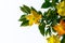 Yellow flowers called Trompeta Angel or Diablo