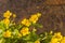 Yellow flowers - Caltha Palustris L. (Kingcup, Marsh Marigold)