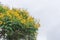 Yellow flowers of Cenostigma pluviosum