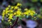 Yellow flowers of Chinese woodland stonecrop, Sedum emarginatum
