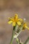 Yellow flowers of Chondrilla juncea plant