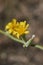 Yellow flowers of Chondrilla juncea plant