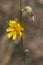 Yellow flowers of Chondrilla juncea plant