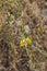 Yellow flowers of Chondrilla juncea plant
