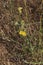 Yellow flowers of Chondrilla juncea plant