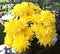 Yellow flowers of chrysanthemum in garden on sunny day, Beautiful blooming potted mums flower decorate on the wooden table, closeu