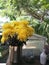 Yellow flowers of chrysanthemum in garden on sunny day, Beautiful blooming potted mums flower decorate on the wooden table, foregr