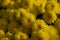 Yellow flowers of Chrysanthemum plant